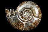 Polished Ammonite (Gaudryceras) Fossil - Madagascar #166280-1